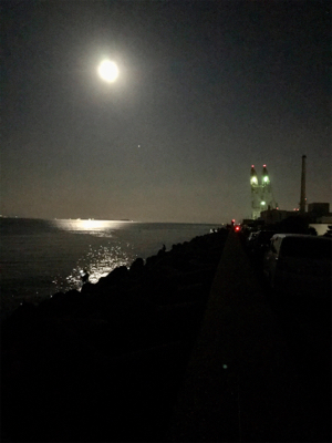 エギングなのに…タコングσ(^_^;)