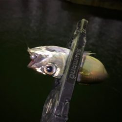 大潮干潮　月明かり　アジにそんなの関係ない