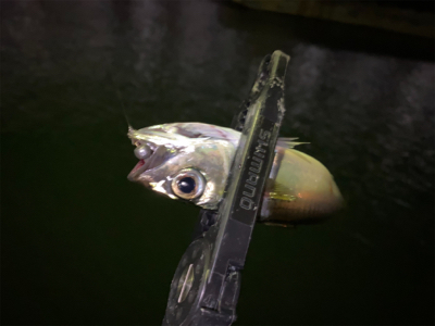 大潮干潮　月明かり　アジにそんなの関係ない