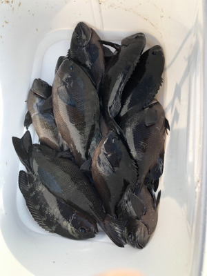 テトラでウキ釣り