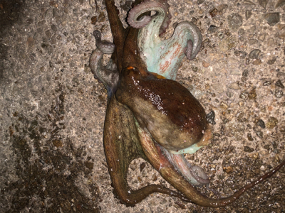 アオリイカ②&タコ⑤