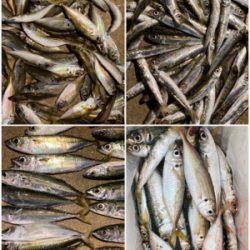 久々のサビキ釣りで爆釣！