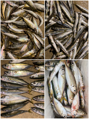 久々のサビキ釣りで爆釣！