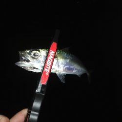 アジング　合わせ復習