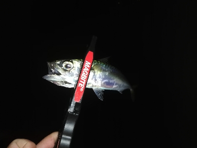 アジング　合わせ復習