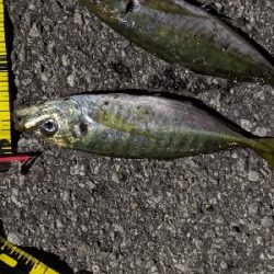 ナイトアジング