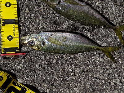 ナイトアジング