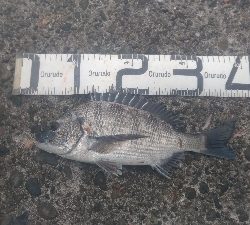 10/4釣果タカノハダイ尺アジ尺イサキチヌヘダイ