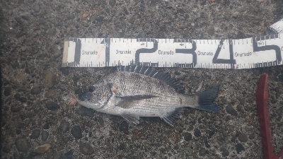 10/4釣果タカノハダイ尺アジ尺イサキチヌヘダイ