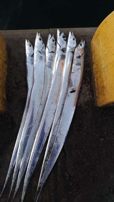 10/25釣果尺アジタチウオチヌグレサバ