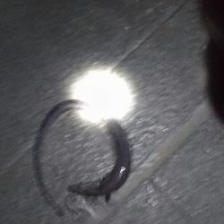 10/28釣果タチウオ尺アジチヌアイゴグレアナゴ