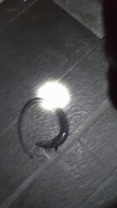 10/28釣果タチウオ尺アジチヌアイゴグレアナゴ