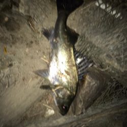 シーバス釣りパート2