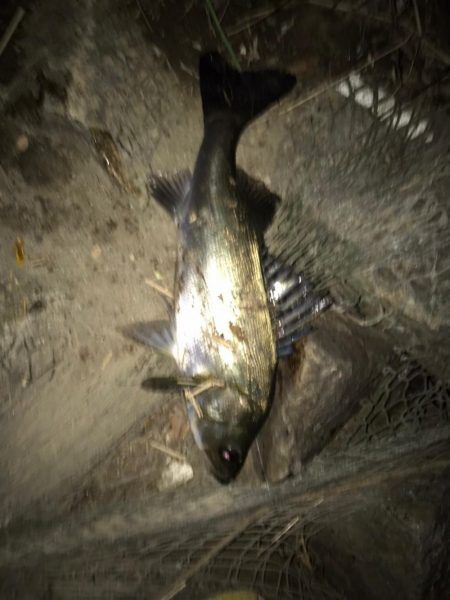 シーバス釣りパート2