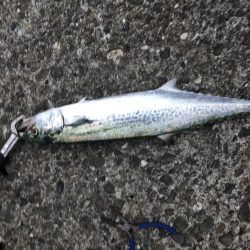 サゴシフィーバー