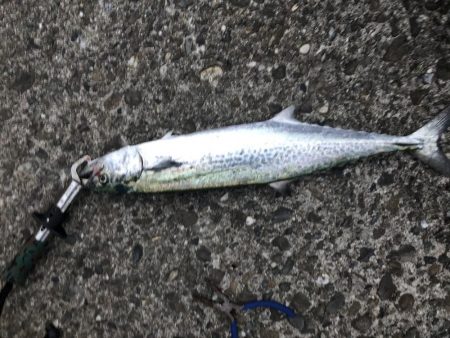 サゴシフィーバー