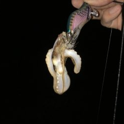 半月ぶりの釣果