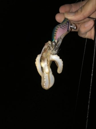 半月ぶりの釣果