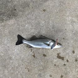 仕事終わりの短時間釣行其の二