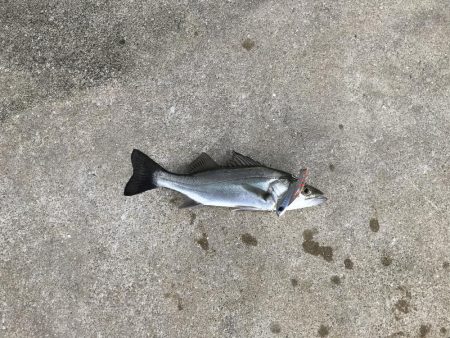 仕事終わりの短時間釣行其の二