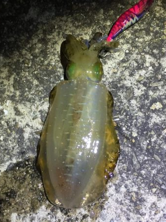 アオリ求めて垂水〜加古川