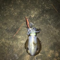 秋イカ三度目釣行