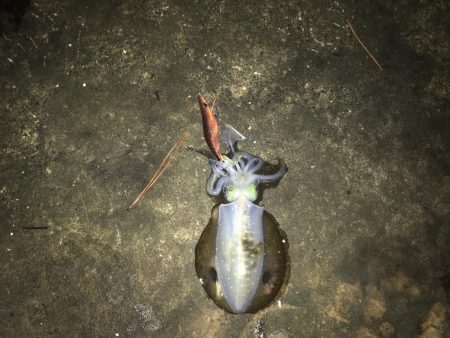 秋イカ三度目釣行