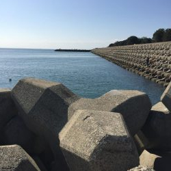 アオリイカ!250g×2