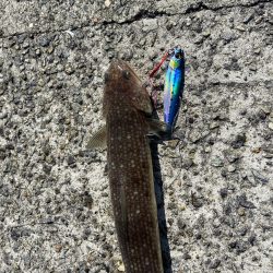 メジロおかわり！