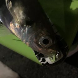 アジング(大潮→中潮)