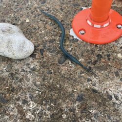 ナイトエギング、泳がせ釣り