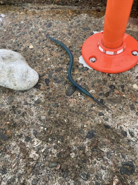 ナイトエギング、泳がせ釣り