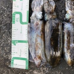 佐渡ヶ島エギング 32回目