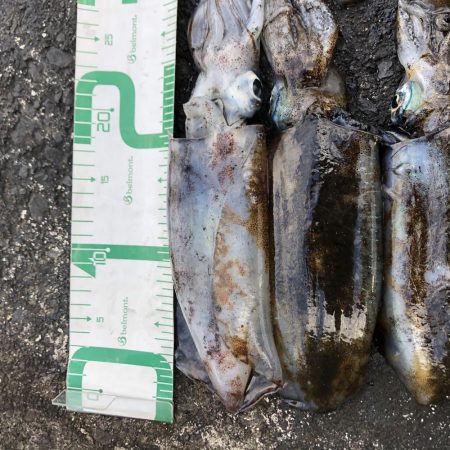 佐渡ヶ島エギング 32回目