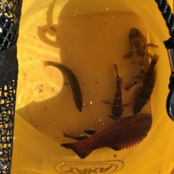 5目つり、カワハギ、コブの子