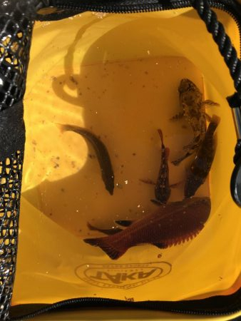 5目つり、カワハギ、コブの子