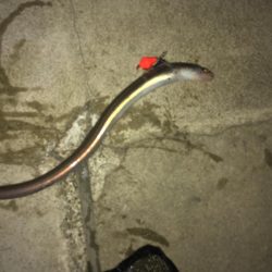 3目達成！秋は魚影濃い！