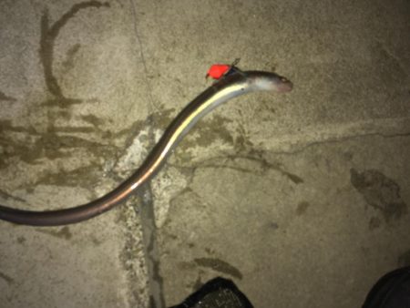 3目達成！秋は魚影濃い！