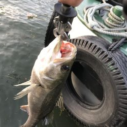 仕事終わり短時間釣行其の三