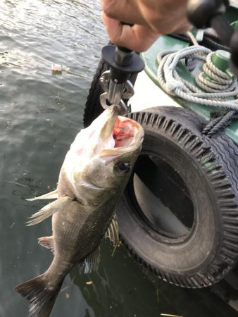 仕事終わり短時間釣行其の三