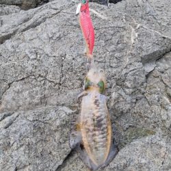 イカの気持ち３