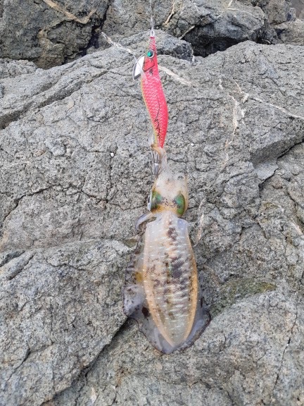 イカの気持ち３