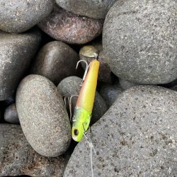 今季初！！朝マズメにタチウオ釣果！！