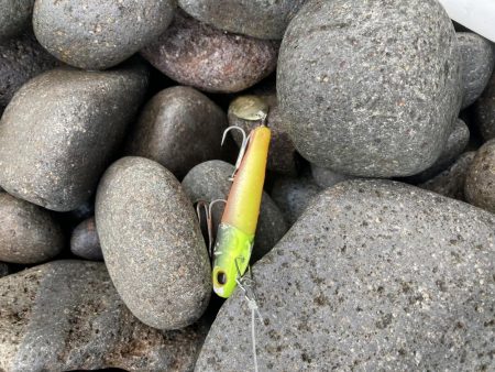 今季初！！朝マズメにタチウオ釣果！！