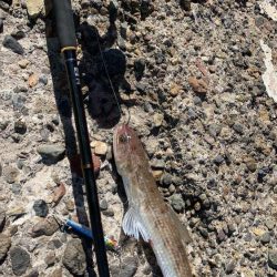 ライトゲーム&ショアジギ！1投目で来た！