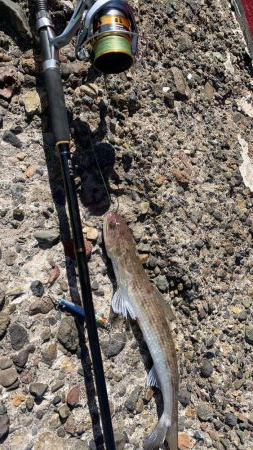 ライトゲーム&ショアジギ！1投目で来た！