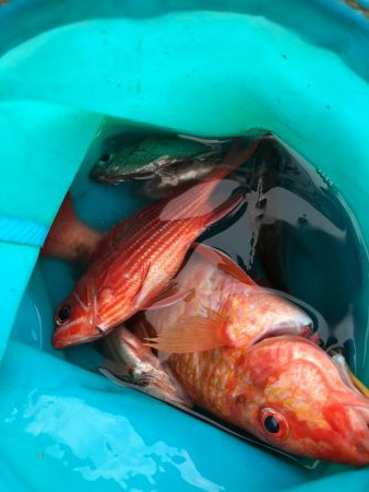 さすが室戸岬！