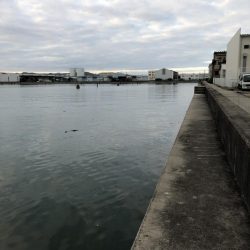 イチノ兄弟、釣果!