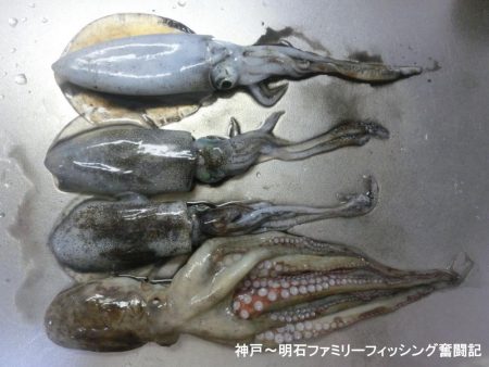 息子のエギングデビューはタコのオマケ付き