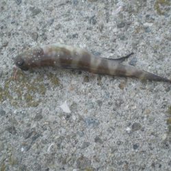 久しぶりの釣り